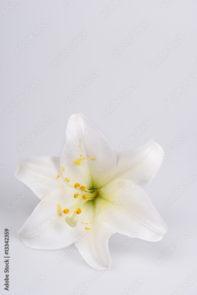 Lily, white Lily on white background with space for text.