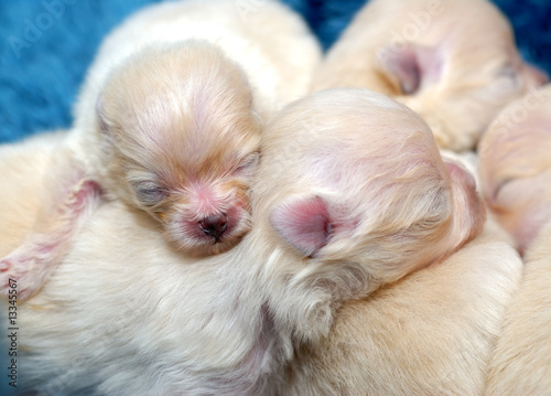 Pile of Pomeranian Pups