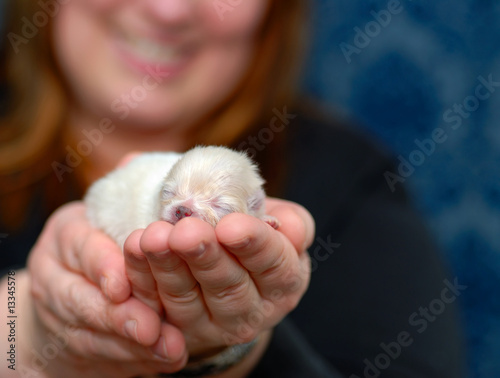 A Puppy in the Hand 2