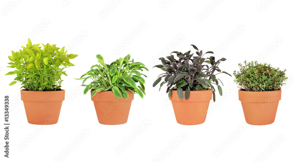 Herbs in Pots Herbs in Pots