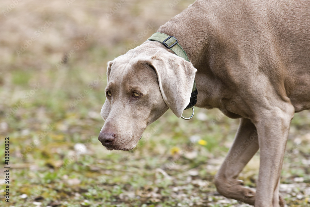 Weimaraner auf Fährtensuche