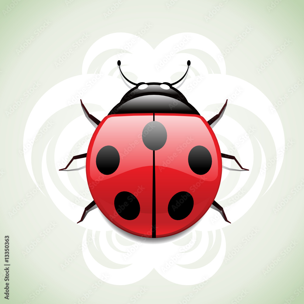 Obraz premium ladybug.