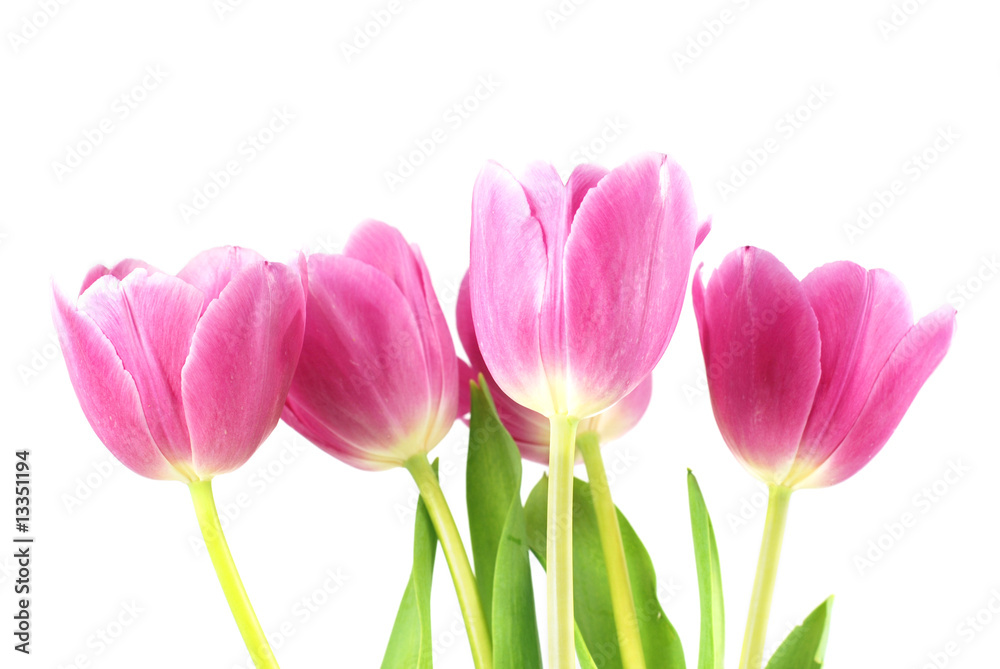 Fototapeta premium Pink tulips on the white background