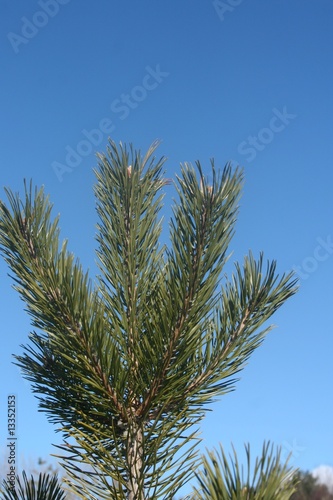 Three branches of pine