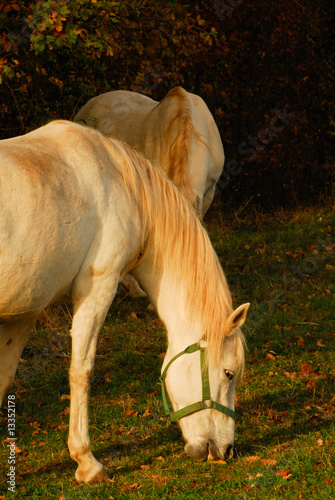 Cavallo Lipizzano 2 photo