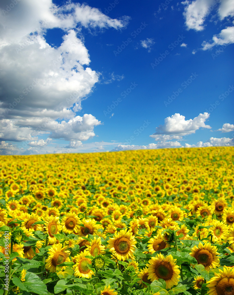 Obraz premium sunflower field