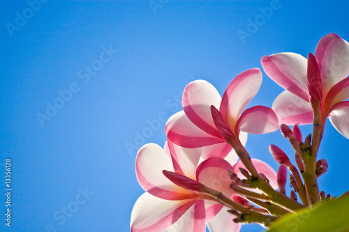 Plumeria