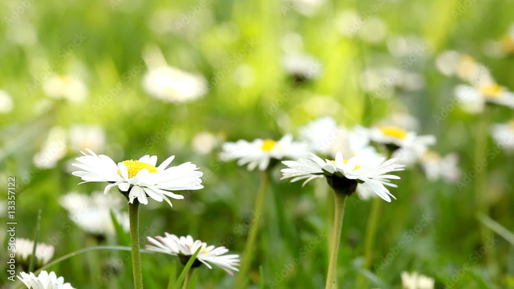daisies in meadow, selective focus daisies in meadow, selective focus