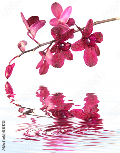 Fototapeta Naklejka Na Ścianę i Meble -  reflets d'orchidée