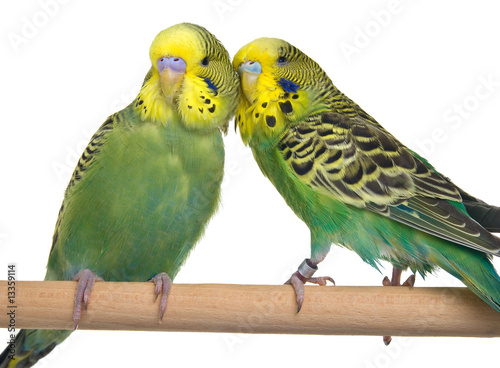 Photography pair budgerigar on white background