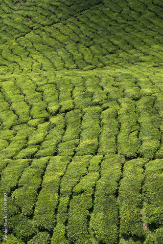 Tea Plantation (9) © psd photography