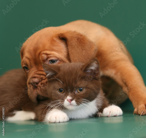 Pup and kitten.