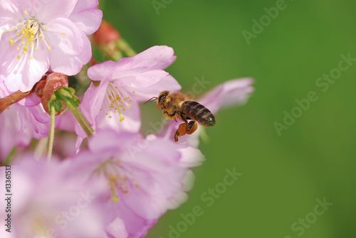 Honeybee at pink cherry blossoms