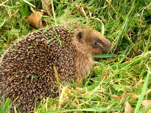 Hérisson dérangé dans le jardin photo