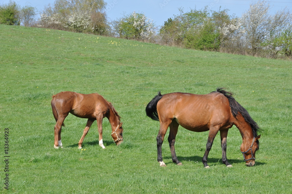 Poulain et cheval #1