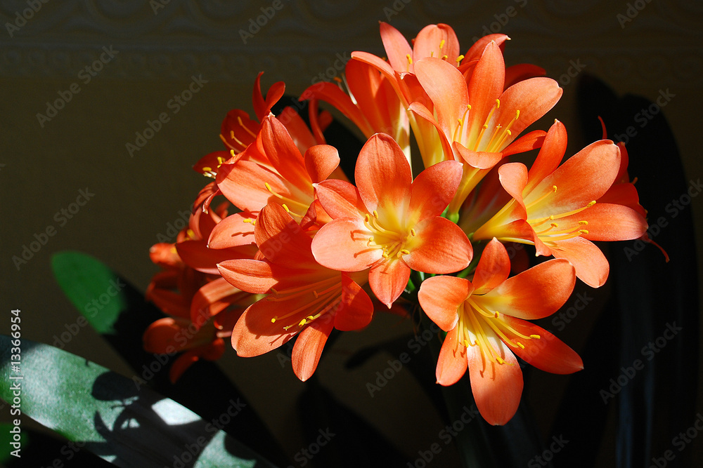 Fototapeta premium Orange Blume