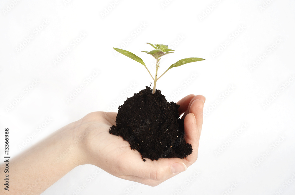 womans hand holding soil with a plant on a white background