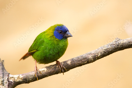 ÊDiamond de Kittlitz or Blue-faced parrot-finch ( Erythrura tri