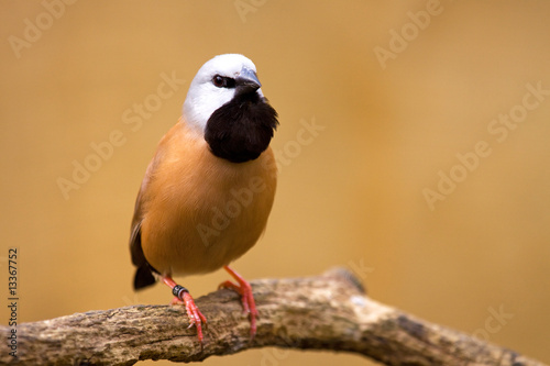 Black-throated Finch or Diamant ˆ bavette ( Poephila cincta ) photo