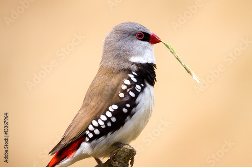 Wallpaper Mural Diamond firetail ( Stagonopleura guttata ) Torontodigital.ca
