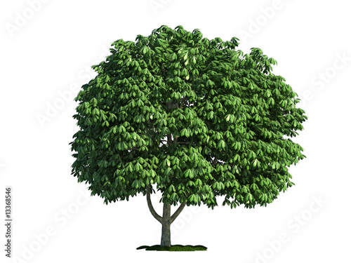 isolated tree on white, horse chestnut (salix aesculus)