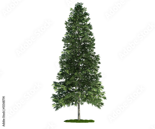 isolated tree on white, Norway spruce (Picea abies)