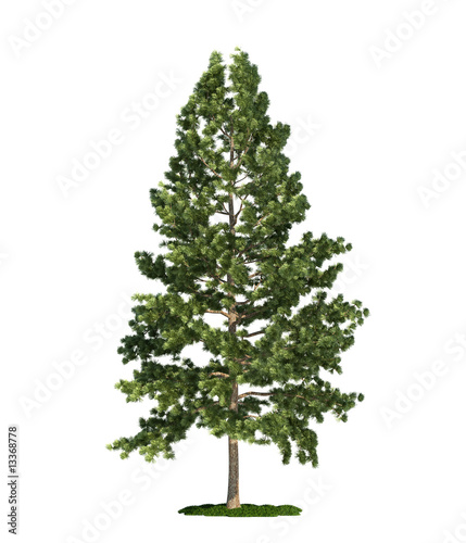 isolated tree on white, Eastern white pine (Pinus strobus)