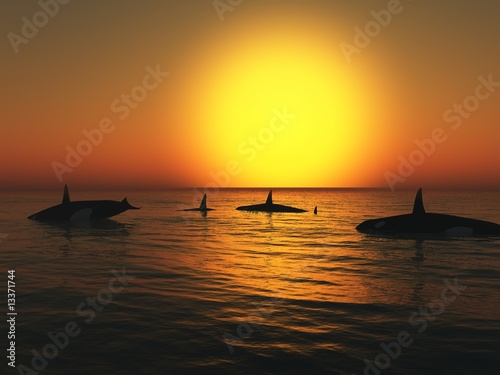 Orca (killer whales) at Sunset