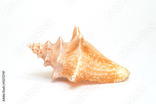 a seashell
