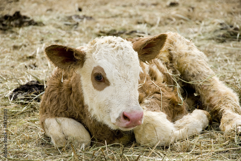 Obraz premium young calf