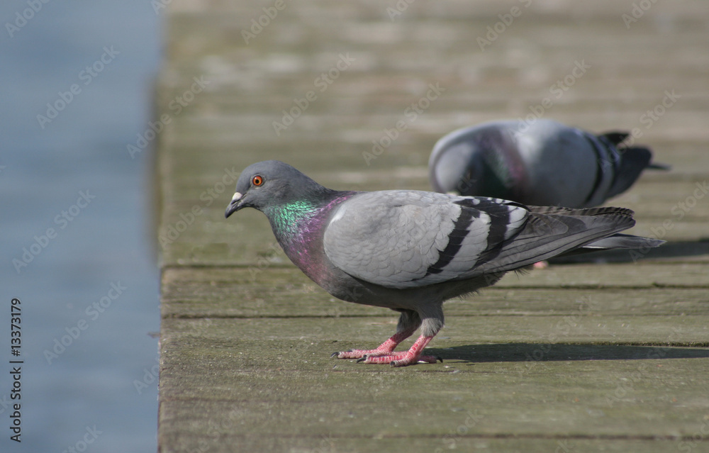 Obraz premium Tauben