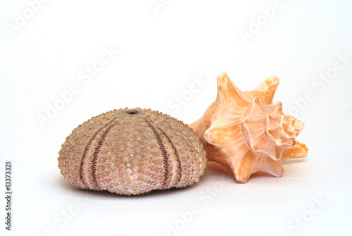 seashells