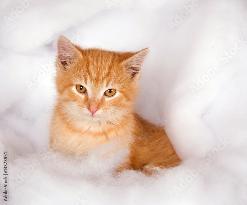 Yellow kitten in fluffy fake snow
