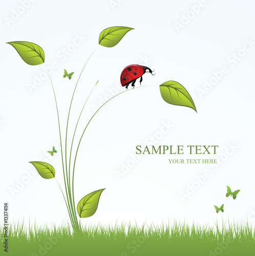 Ladybird in the grass