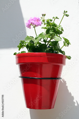 maceta con geranio.  patio andalucia españa