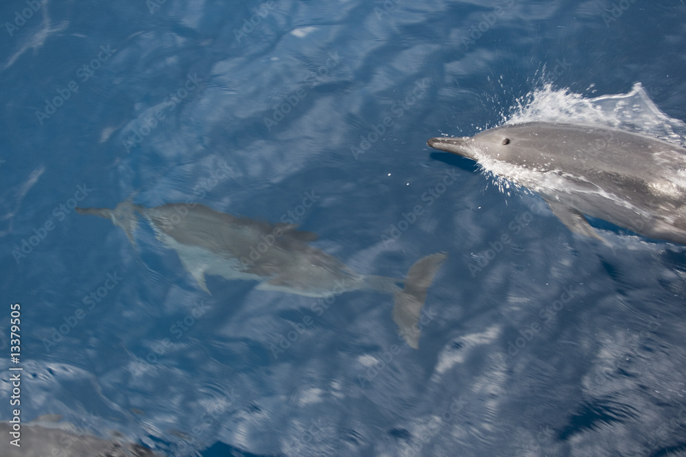 Fototapeta premium Dolphins in the Sea