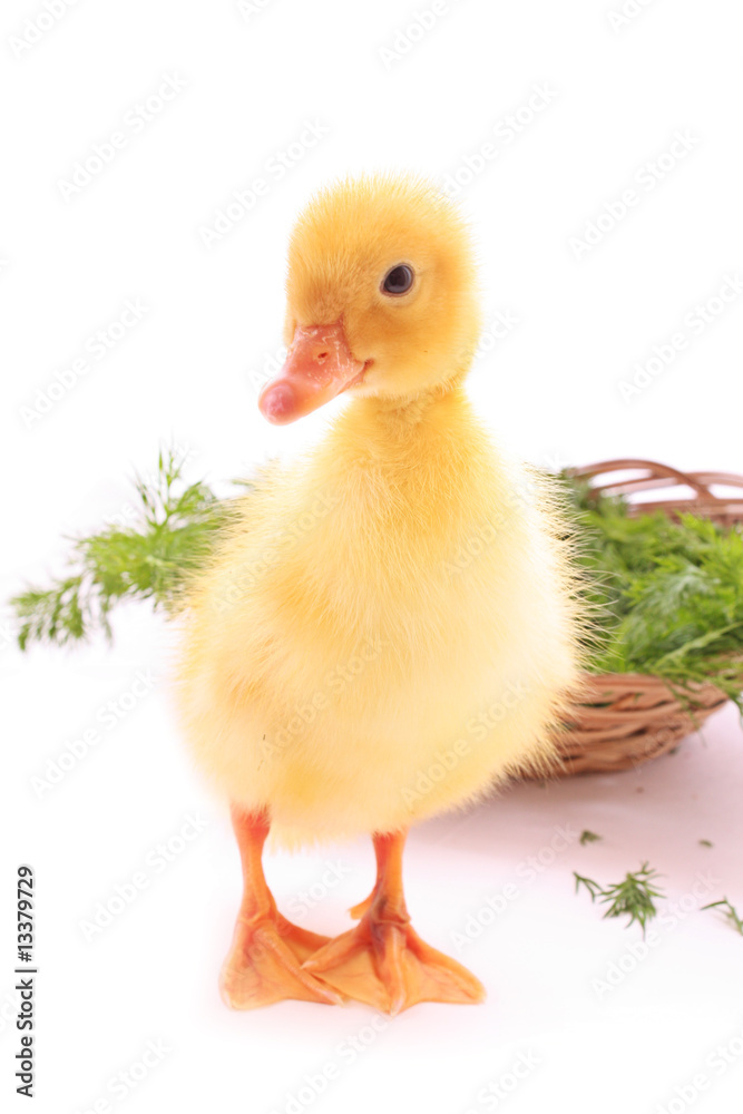 Fototapeta premium Duckling with celery and basket isolated on white