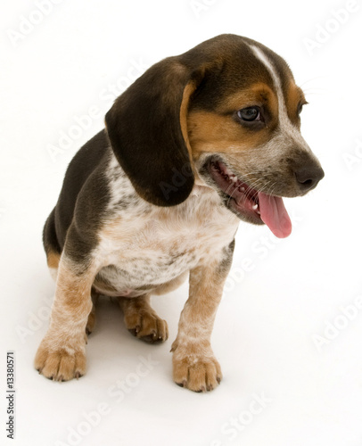 Fototapeta Naklejka Na Ścianę i Meble -  Cute Beagle Sitting Down