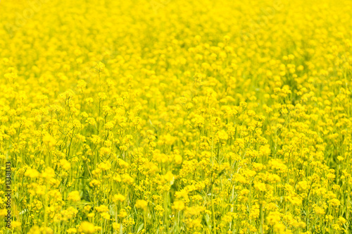 yellow rape field, very shallow focus. © javarman