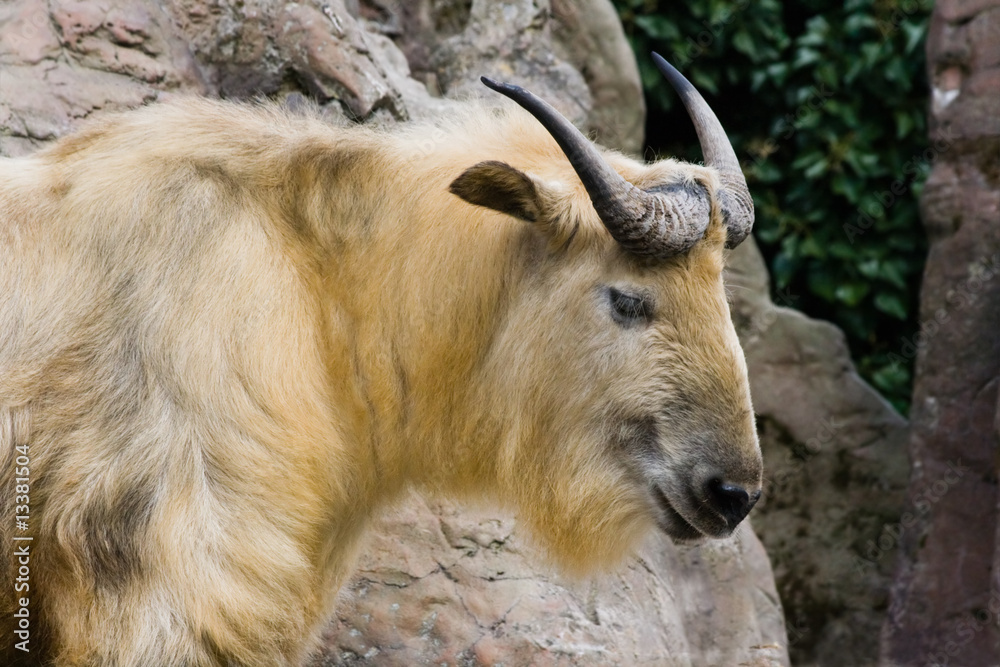 Obraz premium Sichuan takin