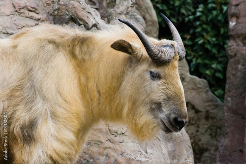 Sichuan takin photo