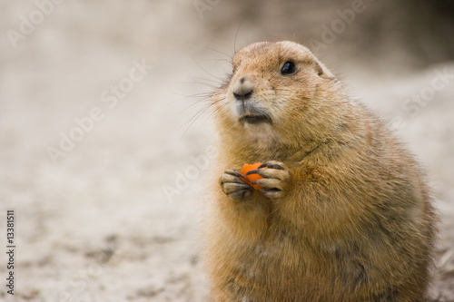 Prairie dog with piece of carrot