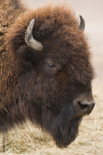 American bison or buffalo