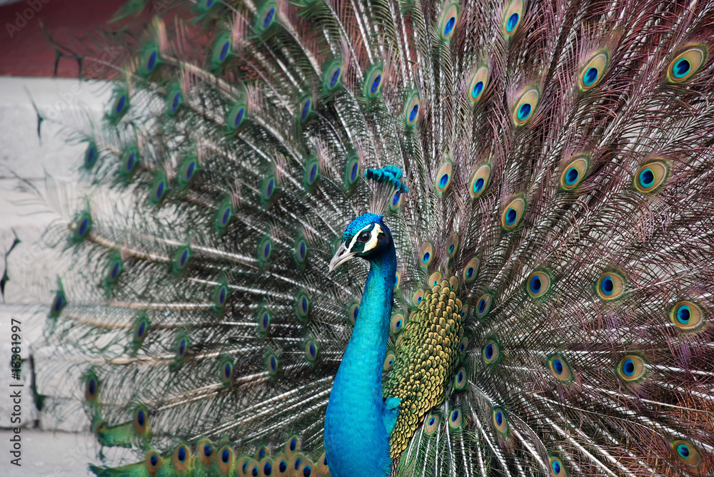 Fototapeta premium Peacock