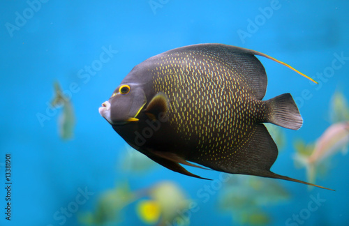 French Angelfish © RbbrDckyBK