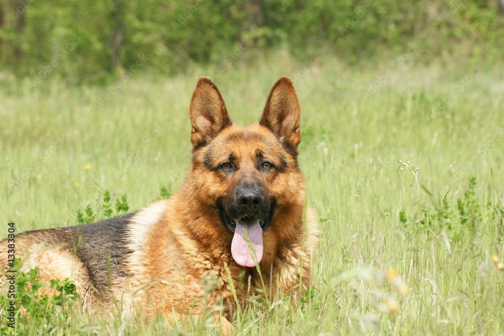berger allemand en pleine nature berger allemand en pleine nature