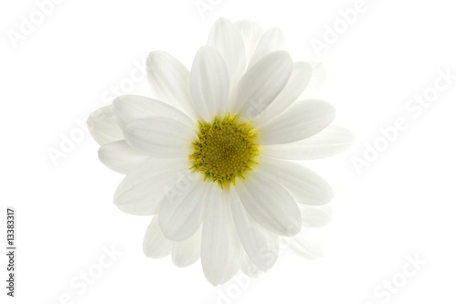 One white daisy flower isolated on white