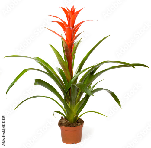 Bromeliad plant photo