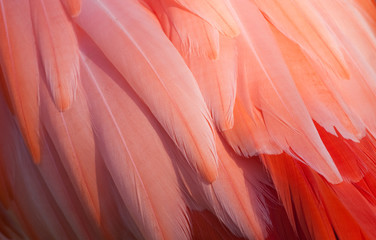 Poster Flamingo Detailopname van roze flamingoveren  © Radomir Rezny