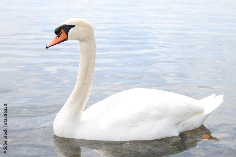 Fototapeta premium Cigno